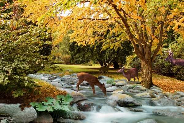 Creation of Autumn Along the Creek: Step 11